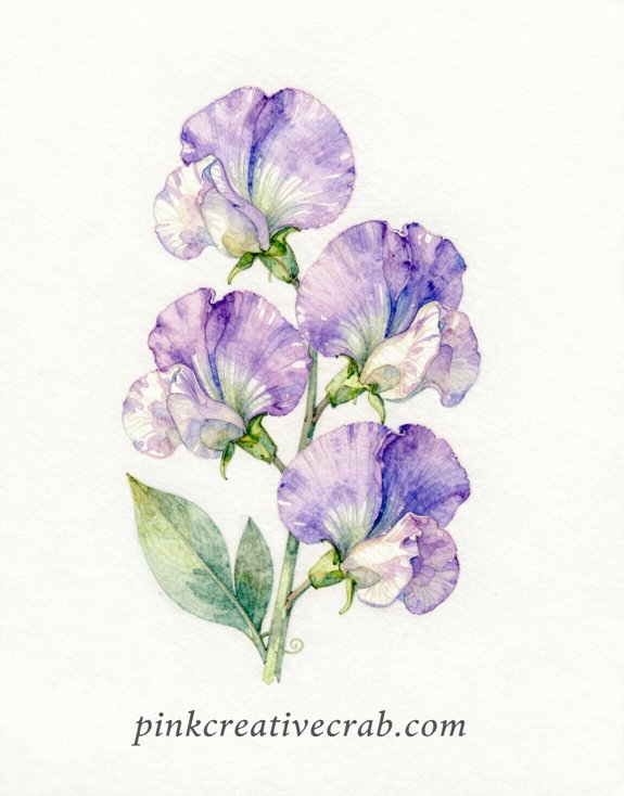 ruffled lavender to white sweet pea cluster