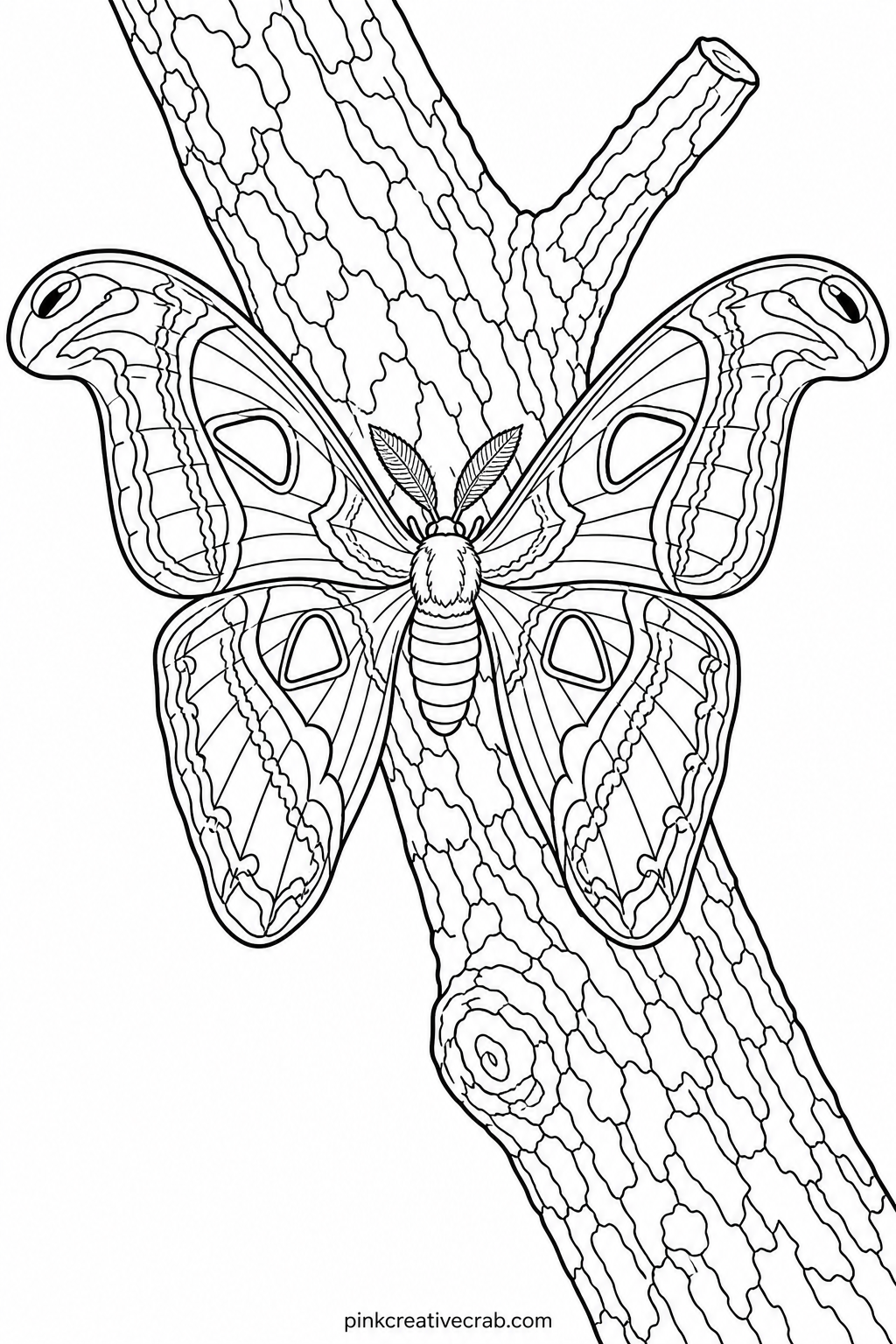 Atlas Moth On A Branch printable page — Pair this page with the luna moth sheet for a two page moth spread, since the atlas moth's much larger wings and snake