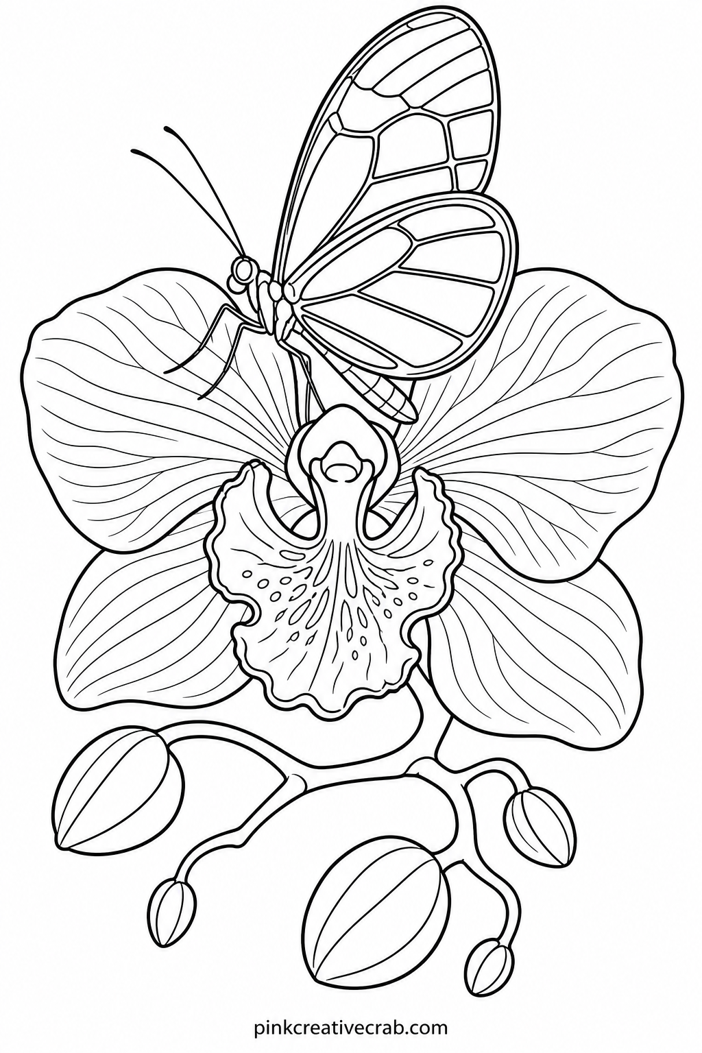Glasswing Butterfly On Orchid printable page — If you have ten minutes, this is the page to reach for: the glasswing's clear wing panels need almost no color