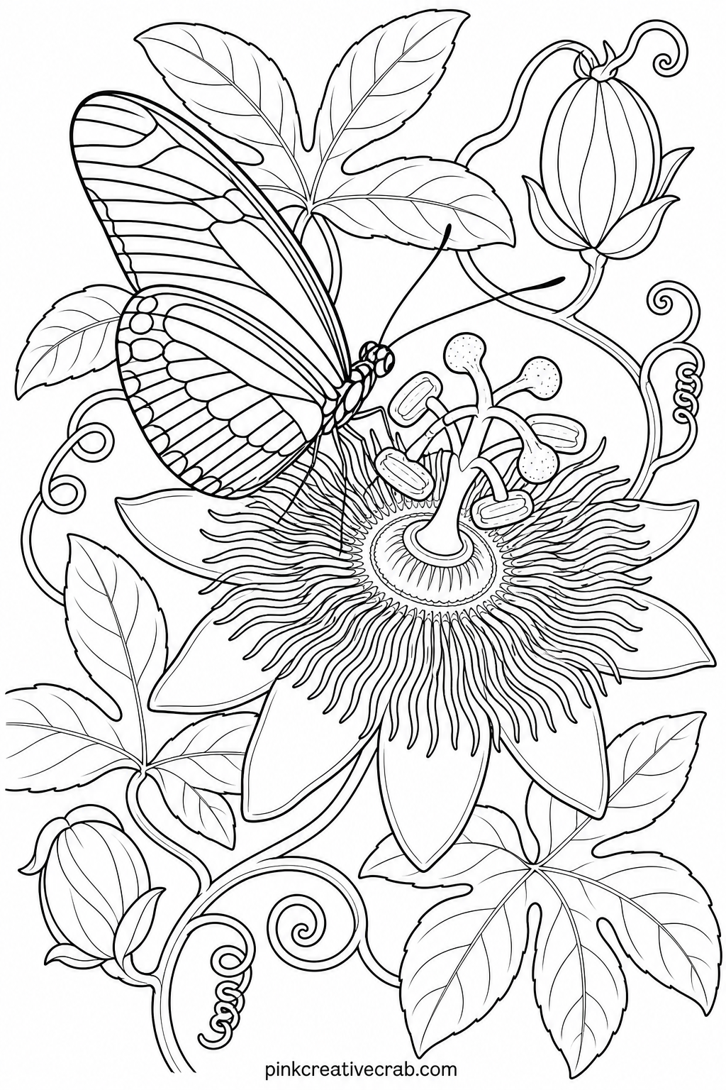 Zebra Longwing On A Passionflower printable page. Butterfly coloring pages