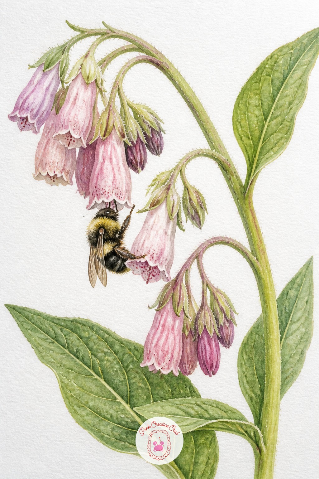 Bumblebee on Comfrey Bells — Comfrey flowers hang as small drooping bells along a curved stem, and the curve of that stem is the whole composition. Botanical