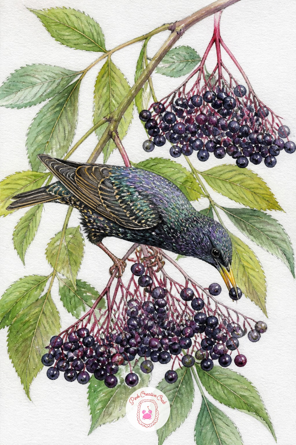 Starling Pecking at Elderberries — Elderberry clusters hang as loose umbrella shaped sprays, dozens of small dark berries on thin stems radiating from one