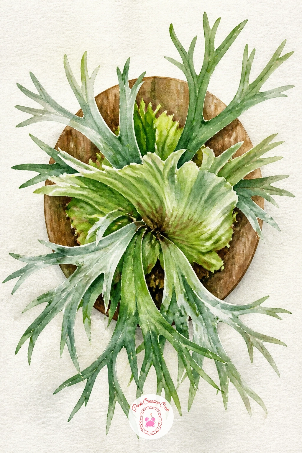 Hanging Staghorn Fern — A staghorn fern is unlike anything else on this list, mounted flat on a board with antler-shaped fronds reaching outward, so take a