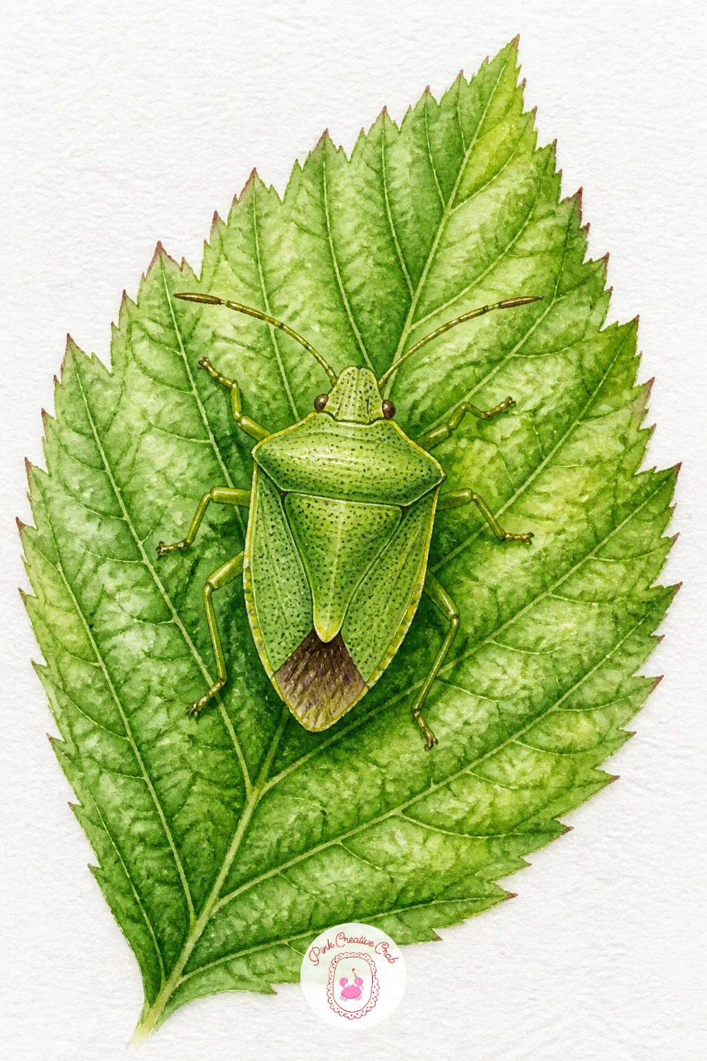 Shield Bug on a Raspberry Leaf — Settle back into daylight with a shield bug on a raspberry leaf, named for the simple flat pentagon shape of its back that