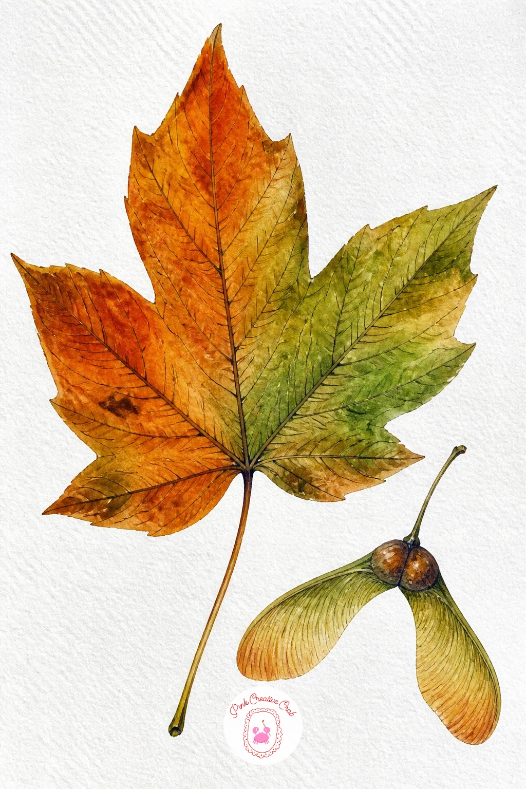 Sycamore Leaf With a Seed Helicopter — Move from a flat fan to a leaf with real points: the sycamore has five lobes that spread like open fingers, and the