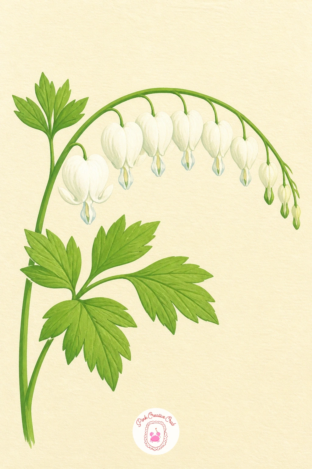 White Bleeding Heart on an Arching Stem — Here is a flower with a distinctive shape worth slowing down for: white bleeding heart, its small heart-shaped blooms