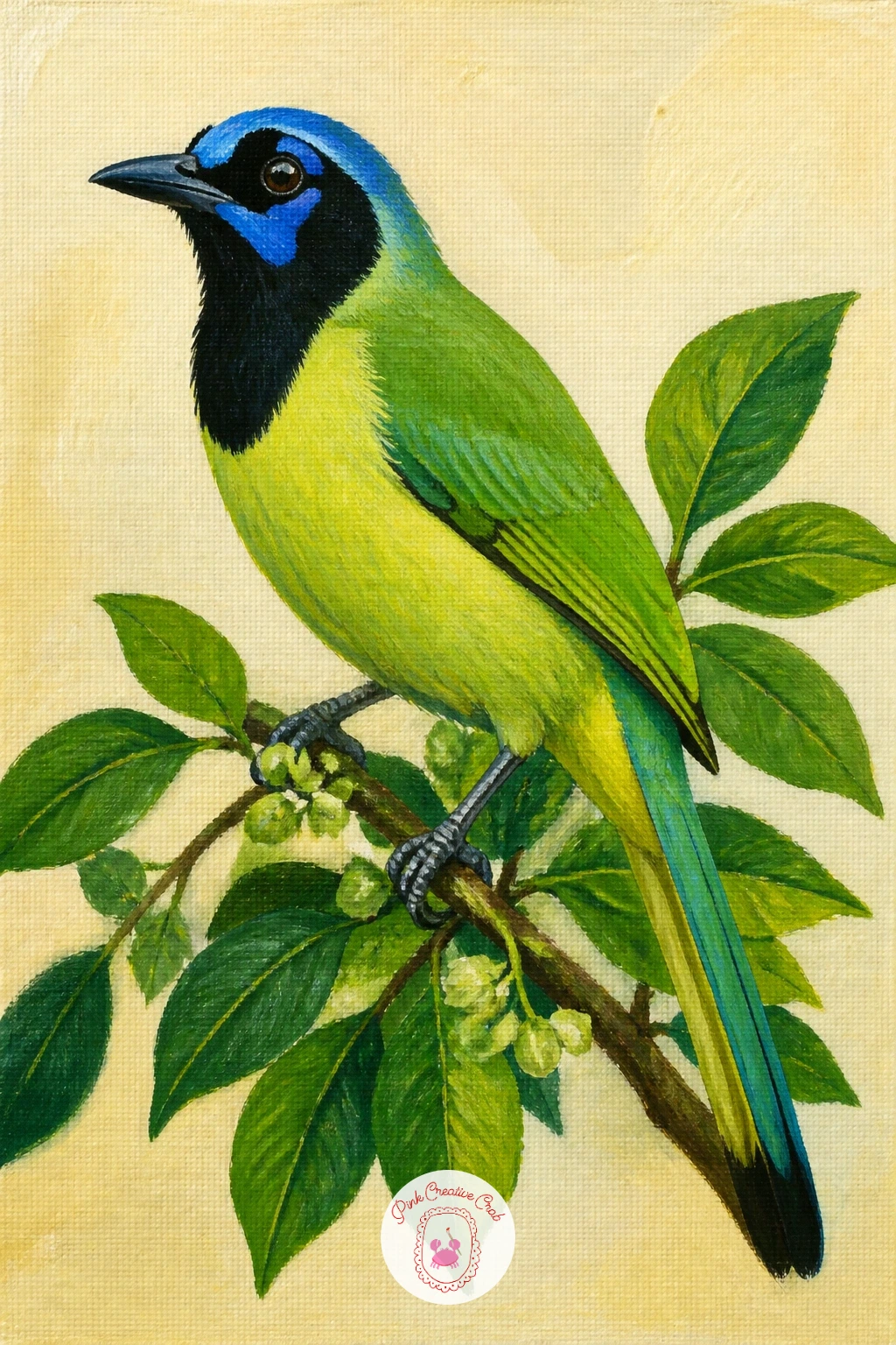 Green Jay — The green jay turns the usual blue jay palette inside out, with a yellow-green body, black bib, and a surprising flash of blue around the face, so