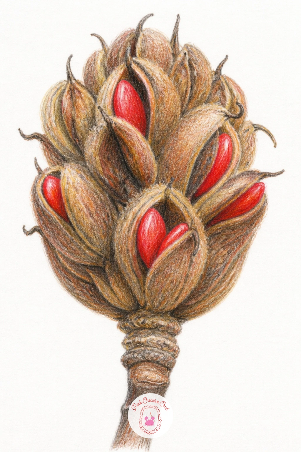 Magnolia Seed Pod — Seed pods make a lovely, less common addition to a magnolia collection, since most people draw only the bloom. Magnolia drawing