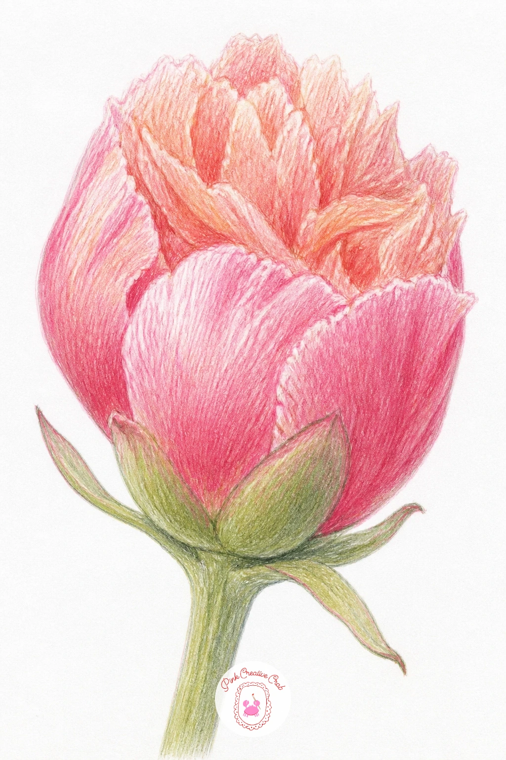A Ruffled Peony Bud — A ruffled peony bud works best drawn from a low eye level looking slightly upward, since that angle shows off the tight cluster of petals