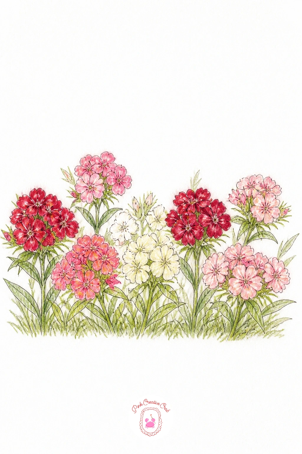 Sweet William In A Border — Sweet william in a border shifts the scale down, since this flower grows in small flat clusters of tiny blooms rather than one