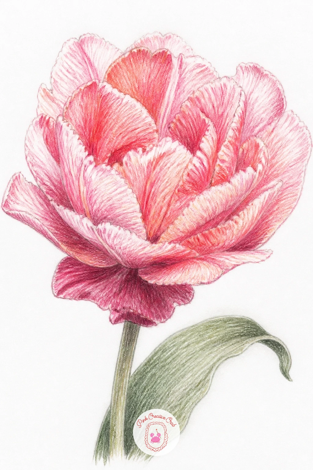 A Double Tulip — A double tulip trades the usual smooth tulip cup for a ruffled, peony-like head, making it a nice bridge subject here. Carnation drawing
