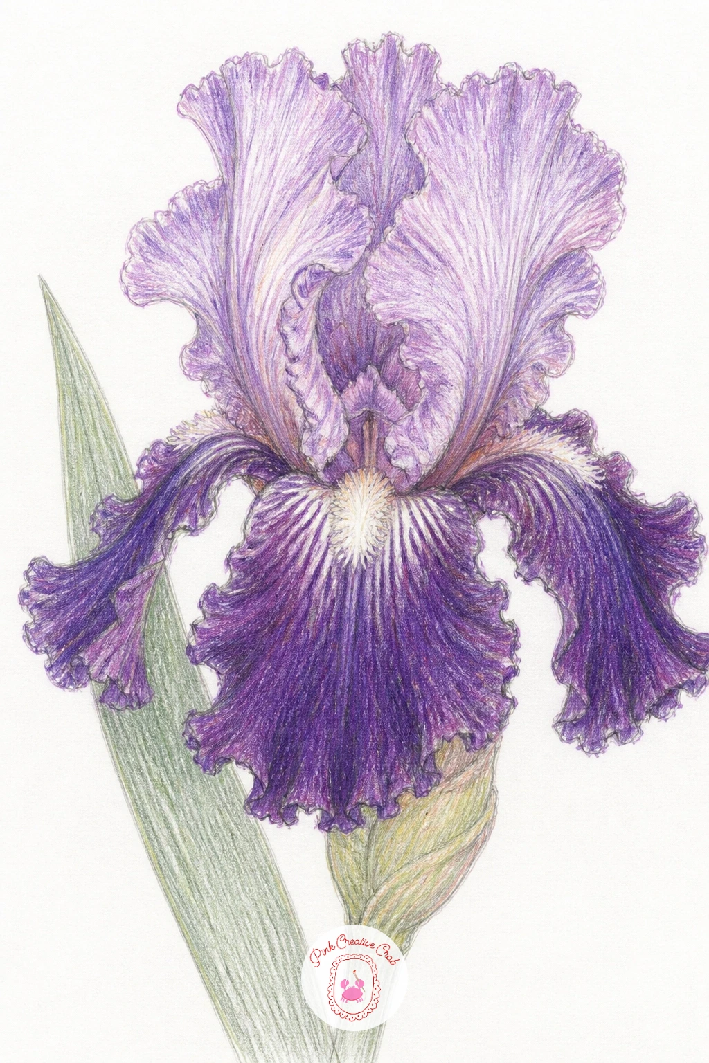 A Frilly Iris — A frilly iris introduces a very different petal structure, three upright petals standing tall and three drooping ones called falls, each with a