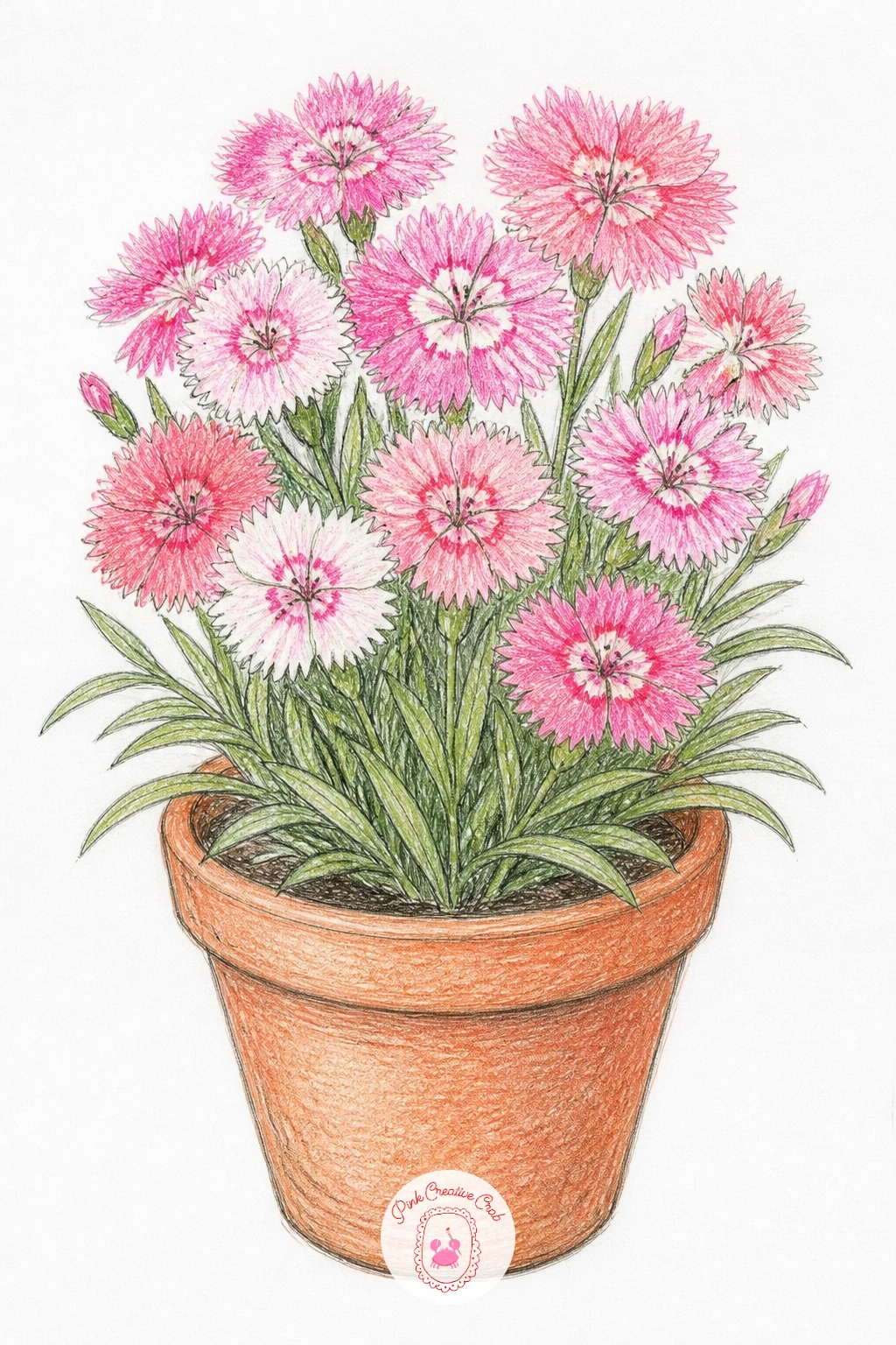 A Dianthus In A Pot — A dianthus in a pot is the carnation's smaller cottage garden cousin, fringed petals in a compact, low-growing clump rather than one tall