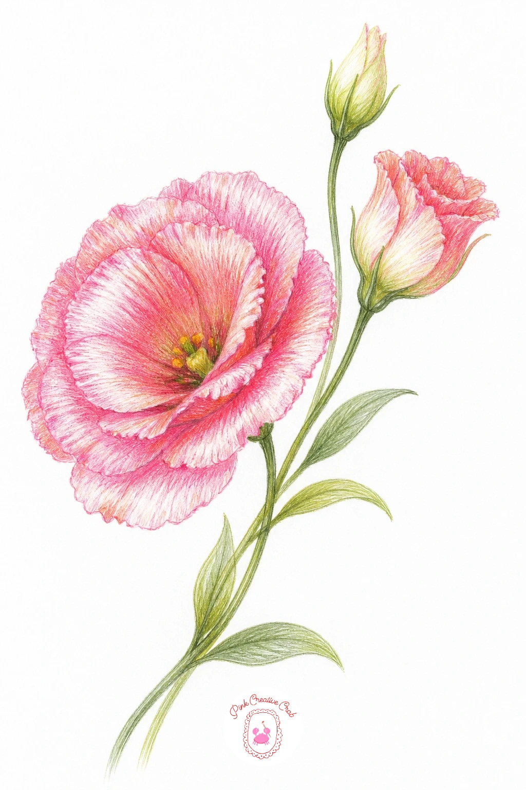 A Lisianthus Stem — A lisianthus stem is worth drawing for its rose-like ruffled blooms paired with buds at different stages along one tall, graceful stem