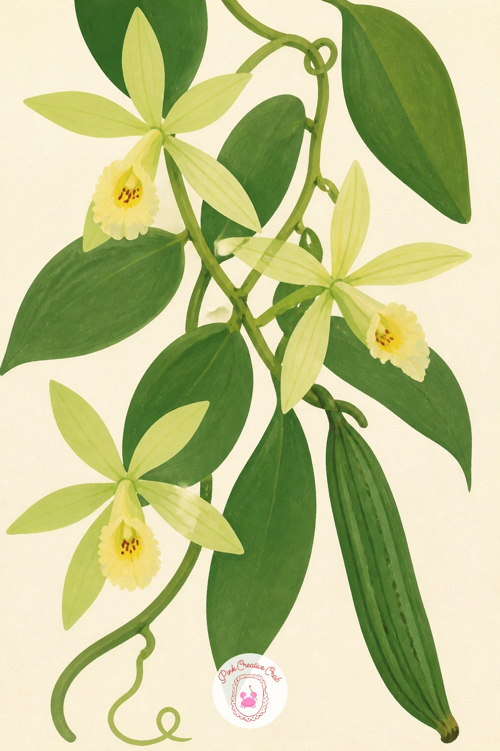 Vanilla Orchid Vine — Climb a little higher with a vanilla orchid vine, a looser, trailing subject that differs from the potted blooms before it. Orchid drawing