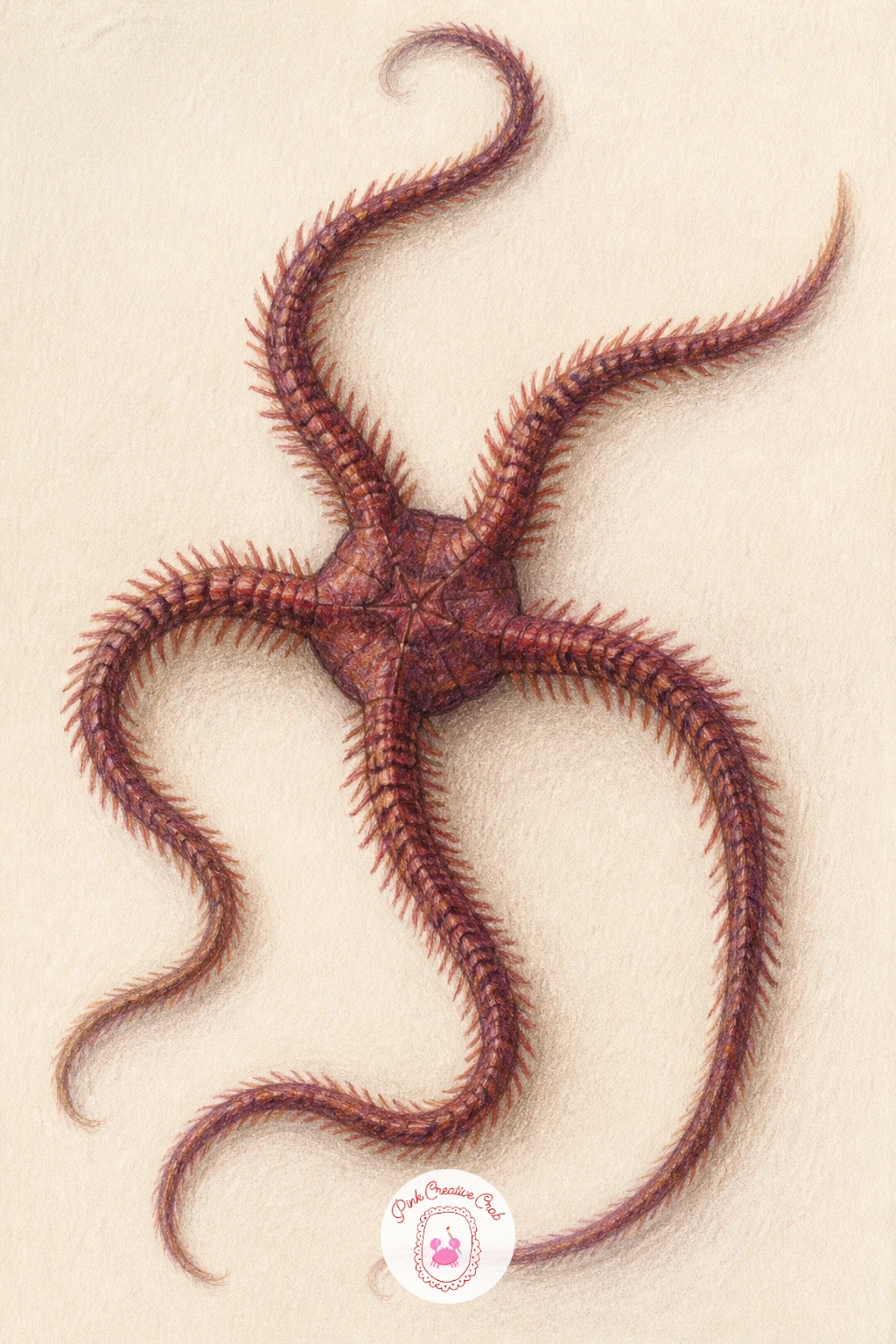 Brittle Star — Step away from the classic five arm starfish with a brittle star, whose longer, thinner, snake like arms make a striking change of pace.