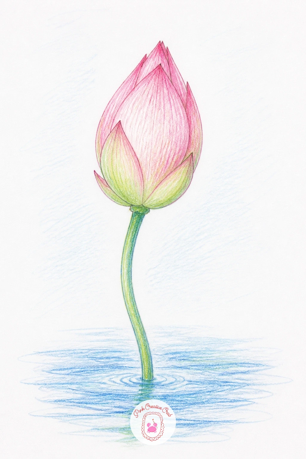 Lotus Bud Rising From Water — A lotus bud is a calmer cousin of the full bloom, just a few tight petals wrapped around a pointed tip, rising on a straight stem