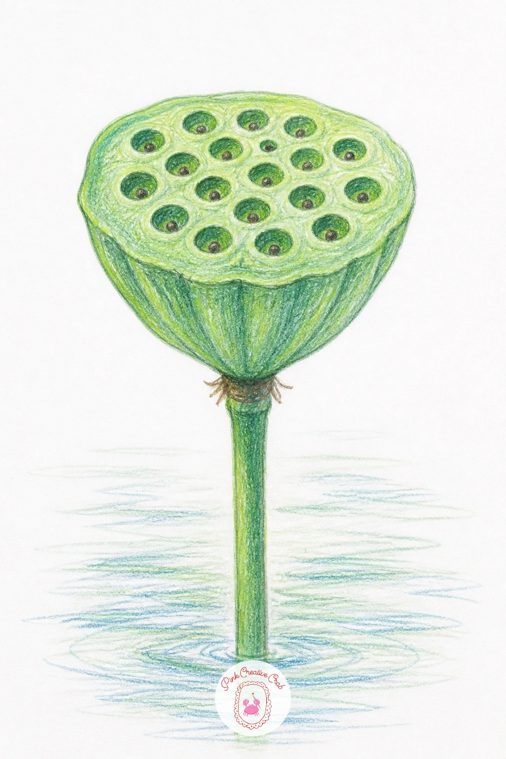 Lotus Seed Pod — Give the flower a rest and draw a lotus seed pod instead, that flat topped cone studded with round seed holes that looks almost architectural