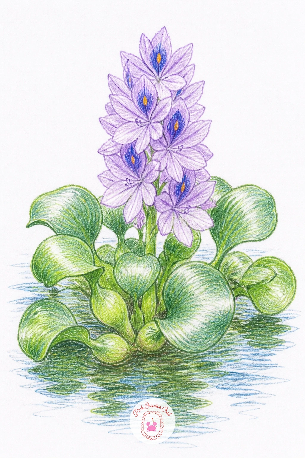 Water Hyacinth — Water hyacinth makes a lovely change of pace, its rounded, slightly puffy leaves and tall spike of small purple flowers looking quite