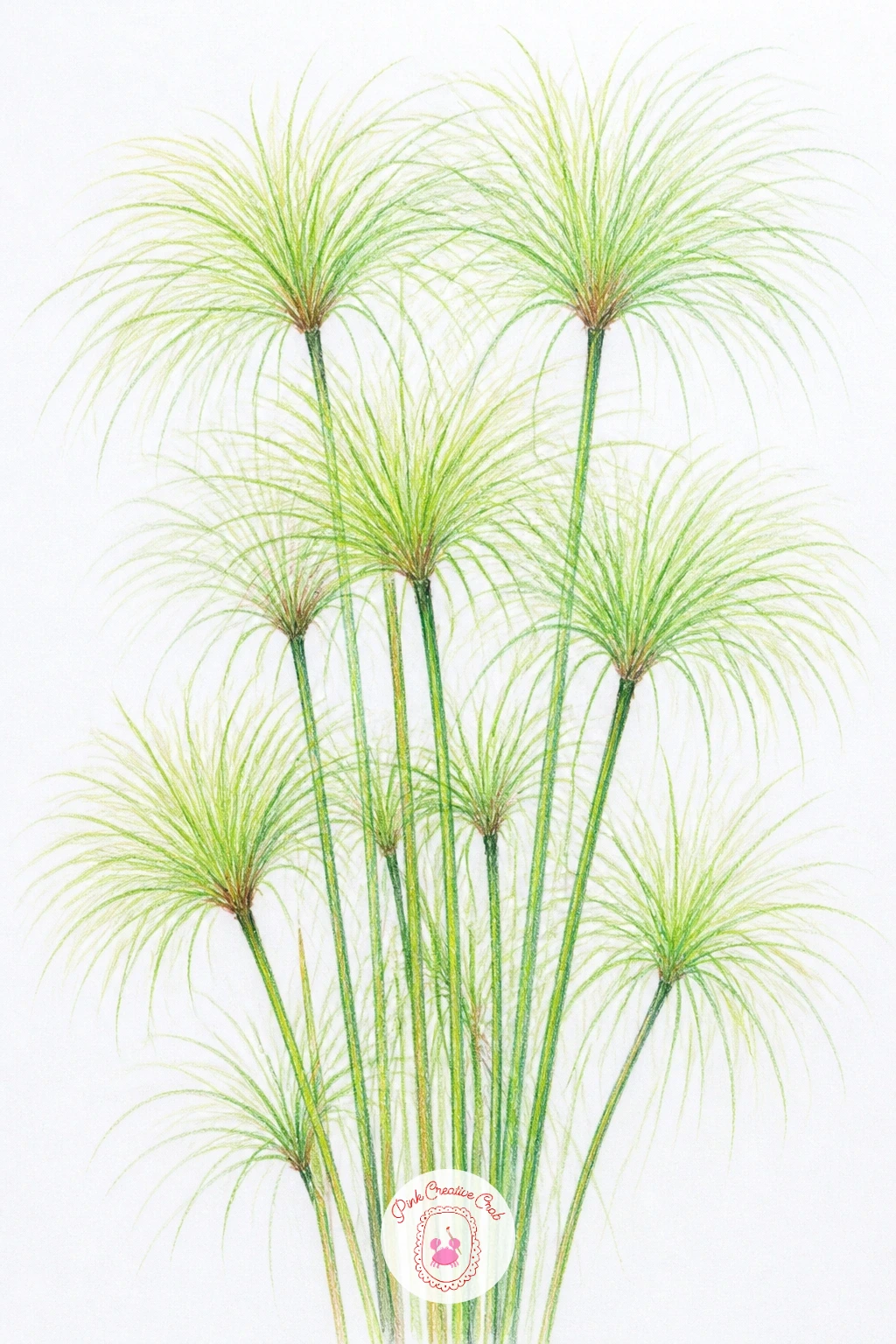 Papyrus Stand — Papyrus brings an almost architectural pattern into the mix, its tall bare stems topped with a burst of thin feathery fronds that fan out like