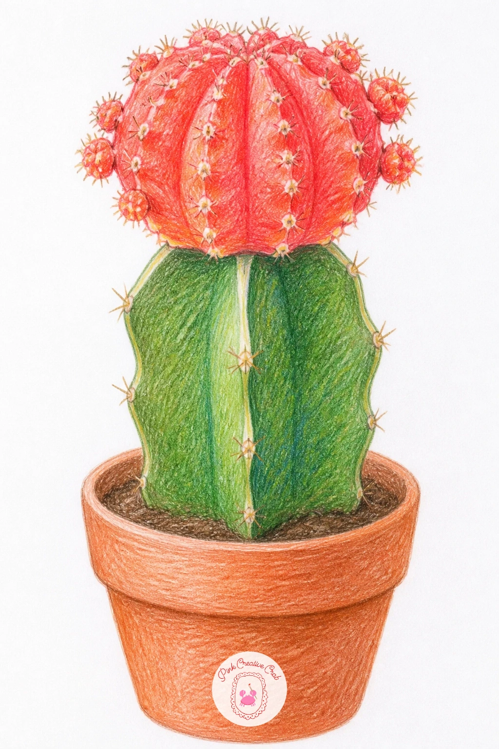 Moon Cactus — Try a moon cactus next, that cheerful bright orange or pink ball grafted on top of a plain green base, since the two part body makes it an