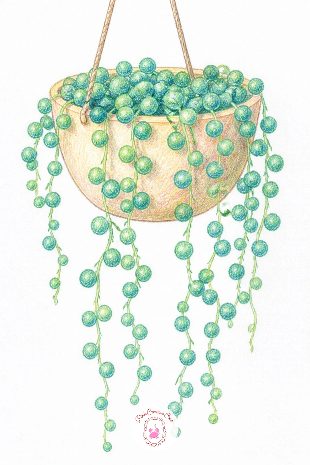 String Of Pearls In A Hanging Pot — Let something trail down with a string of pearls in a hanging pot, those tiny round beaded stems cascading over the edge in