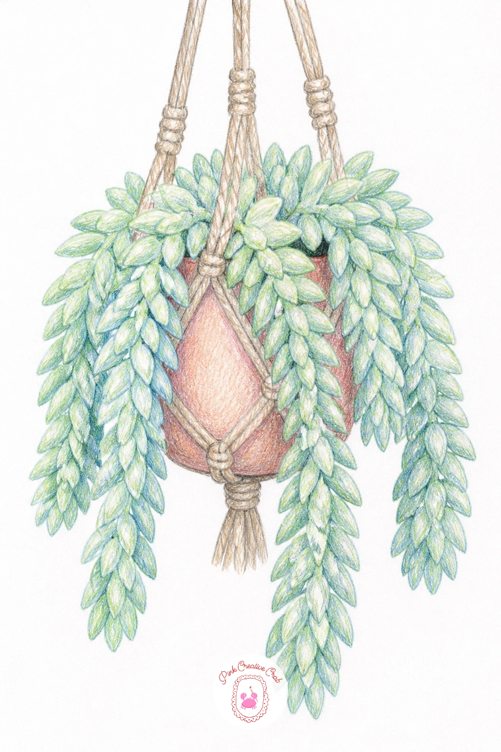Donkey's Tail In A Macrame Hanger — Return to a long cascading plant with a donkey's tail in a macrame hanger, those plump teardrop leaves packed tightly along