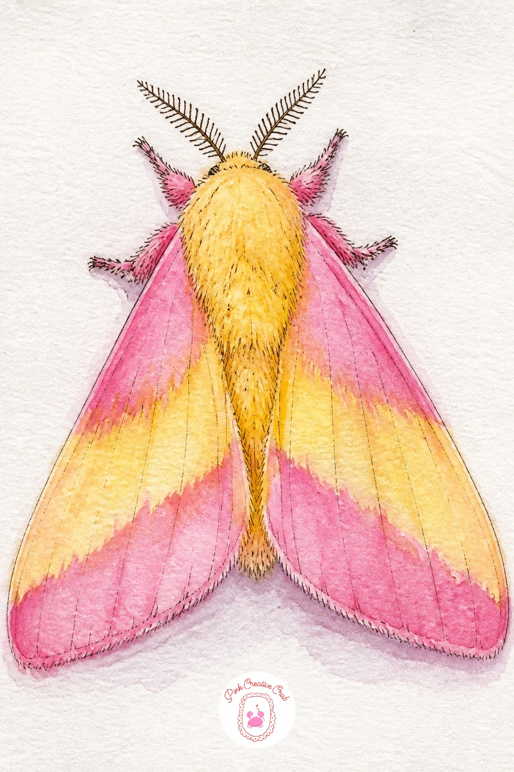 Pink and Yellow Rosy Maple Moth — Move next to the rosy maple moth, which is really just two triangle wing shapes and a round fuzzy body, but the colors do all