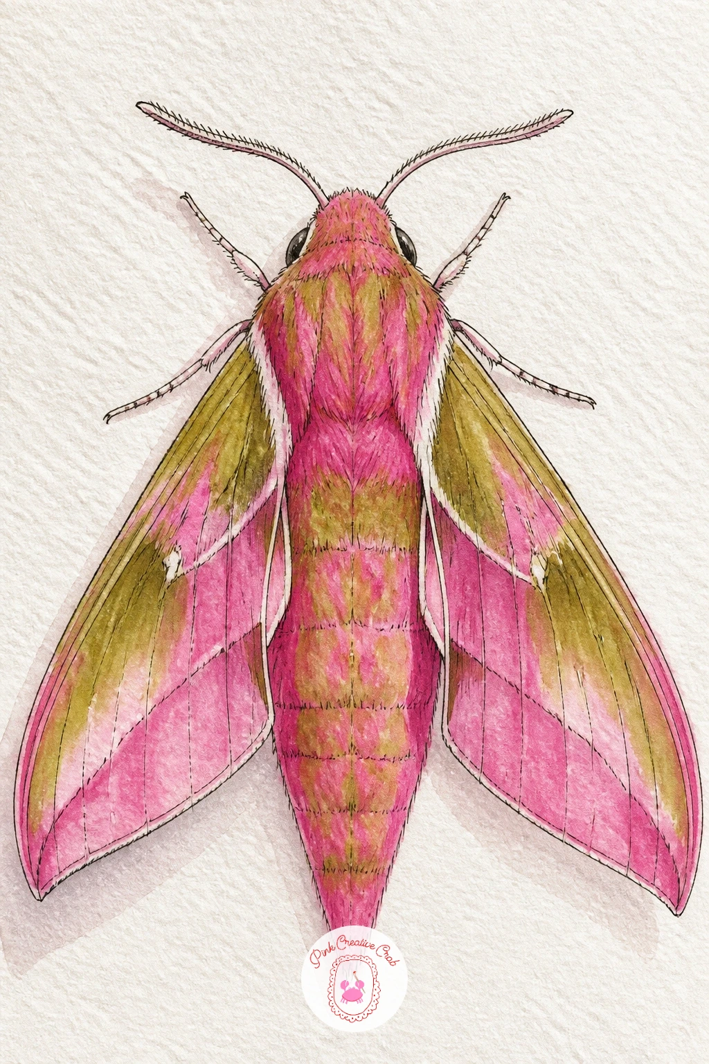 Pink Elephant Hawk Moth — The elephant hawk moth is unusual for being genuinely bright pink and olive green rather than the muted browns of most moths on this