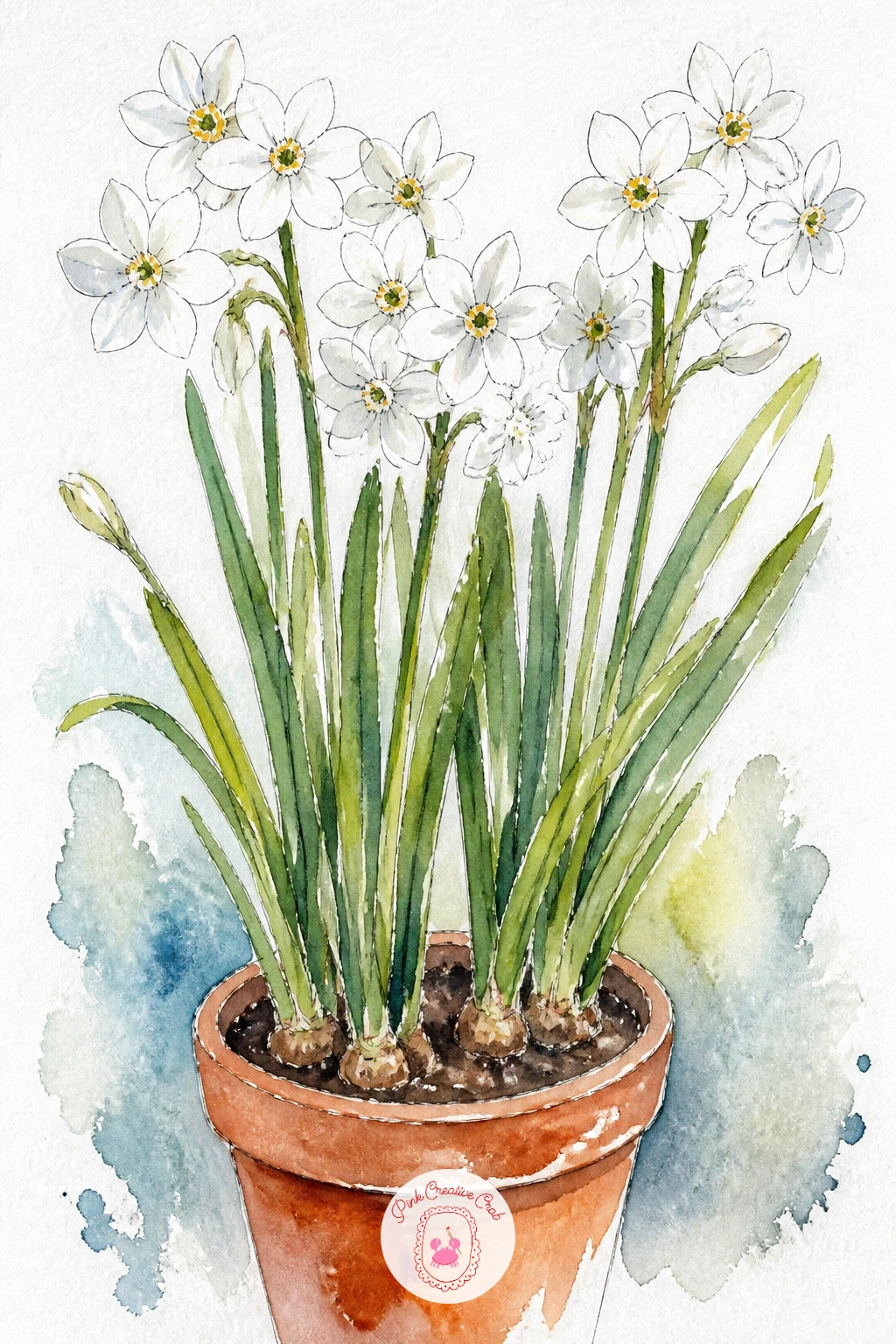 Paperwhites In A Pot — Switch out the yellow for white with a pot of paperwhites, the narcissus that blooms indoors in the middle of winter. Daffodil drawing