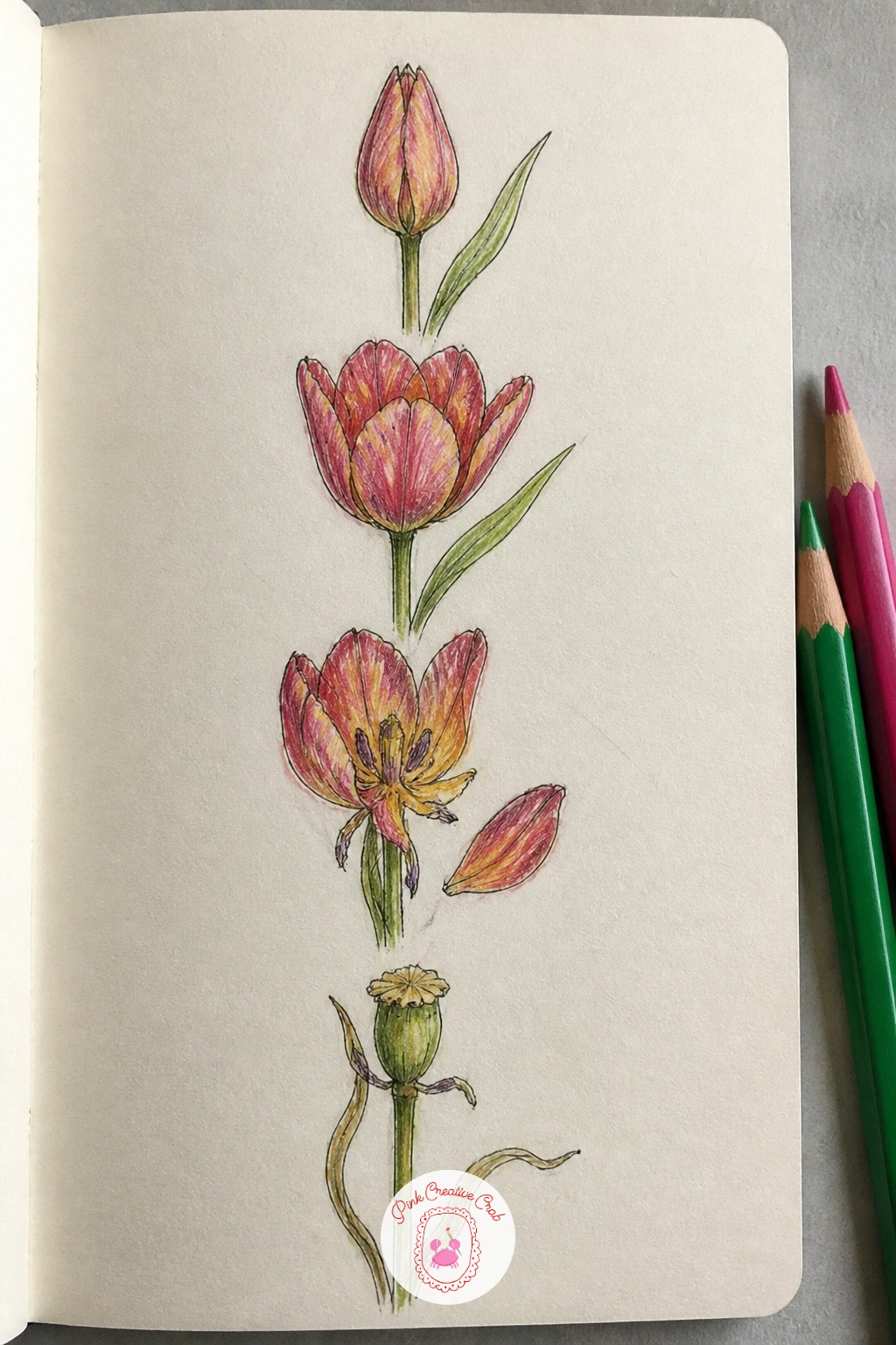 One Flower From Bud To Seed — Choose a flower you can watch over a couple of weeks, a tulip in a vase or one in the garden works equally well. How to fill your