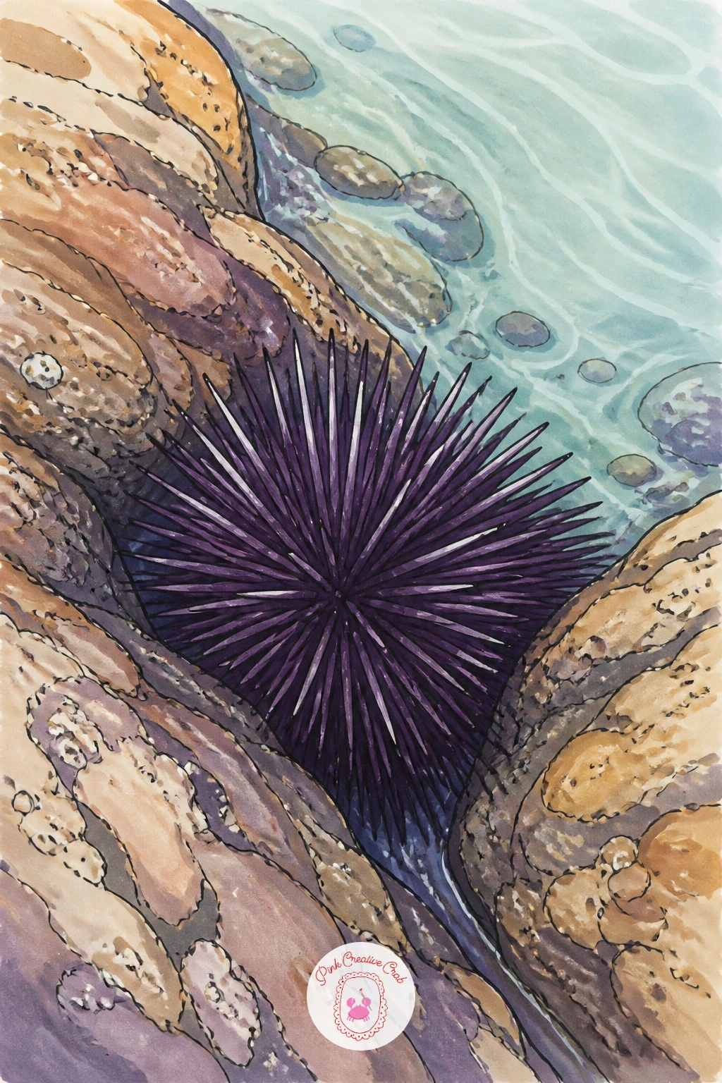 Sea Urchin in a Rocky Pool — Move to a spinier neighbor next: a single sea urchin tucked into a rocky crevice. Hermit crab drawing