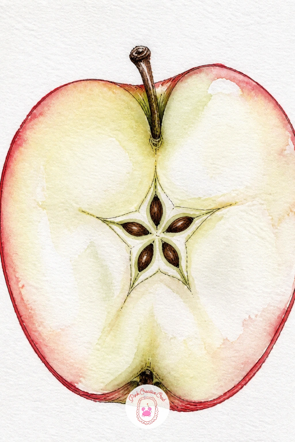 Apple Cut In Half — Slicing the apple open gives you the five-pointed star of seeds, one of the most satisfying shapes in fruit painting. Apple watercolor