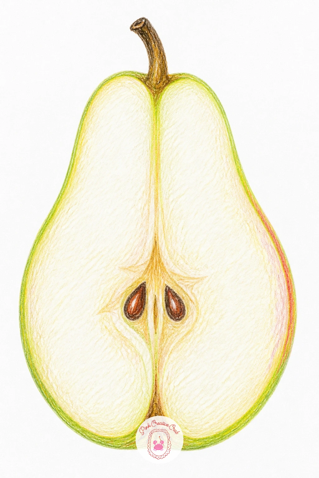 Pear Cut In Half Showing Its Core — Once the whole pear feels comfortable, try it cut in half so you can show the core. Pear drawing
