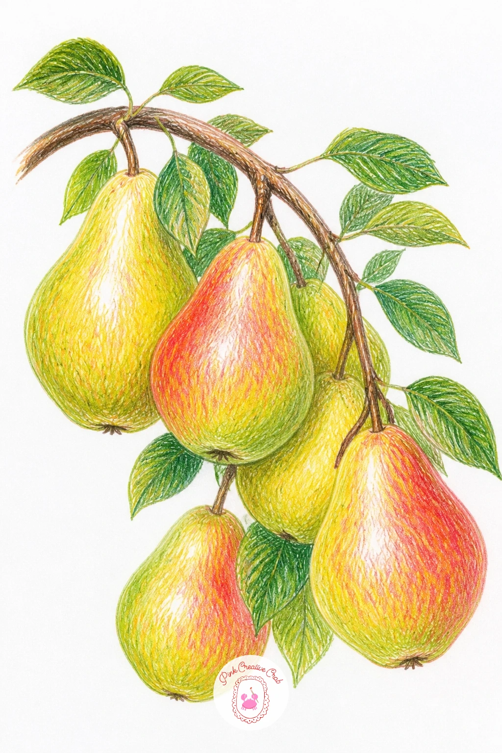 Pear Branch Heavy With Fruit — Move from the bowl outdoors with a branch bending under the weight of three or four pears. Pear drawing