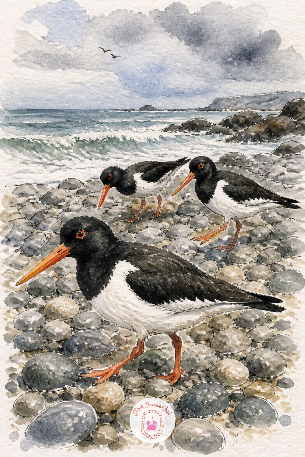 Oystercatchers on a Pebble Beach — Drop down to beach level for oystercatchers on a pebble beach, small black and white birds with long straight orange beaks