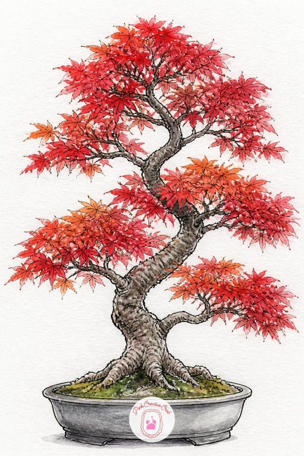 Maple Bonsai in Autumn Red — Move from green to red with a maple bonsai dressed for autumn. Bonsai tree drawing