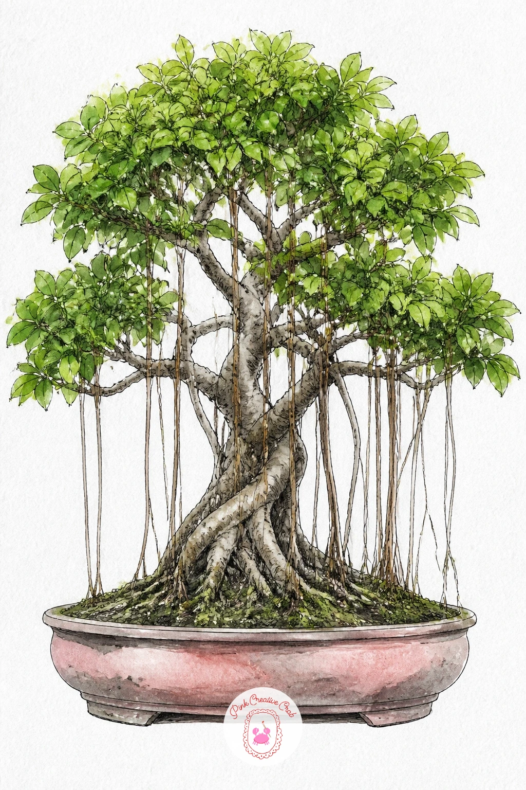 Ficus Bonsai With Aerial Roots — Tangle things up with a ficus bonsai, known for the aerial roots that drop from its branches toward the soil. Bonsai tree