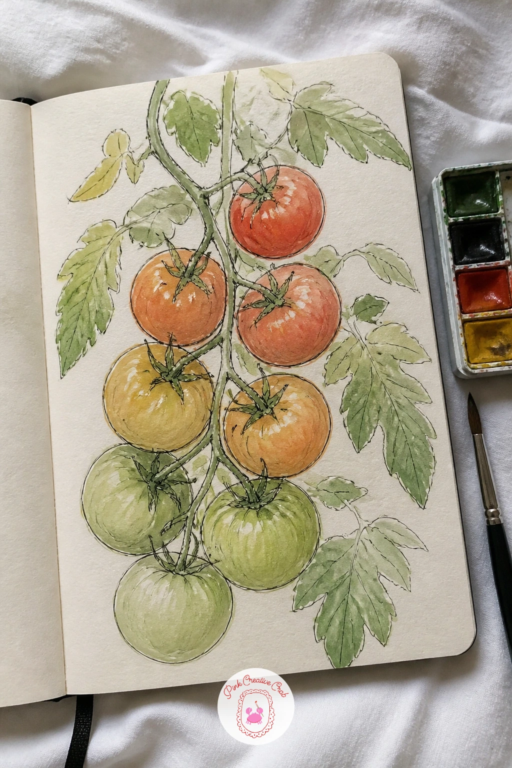 Tomatoes on the Vine — Tomatoes on the vine bring midsummer color back onto the page, and they are a good subject for practicing a quick sketch against a