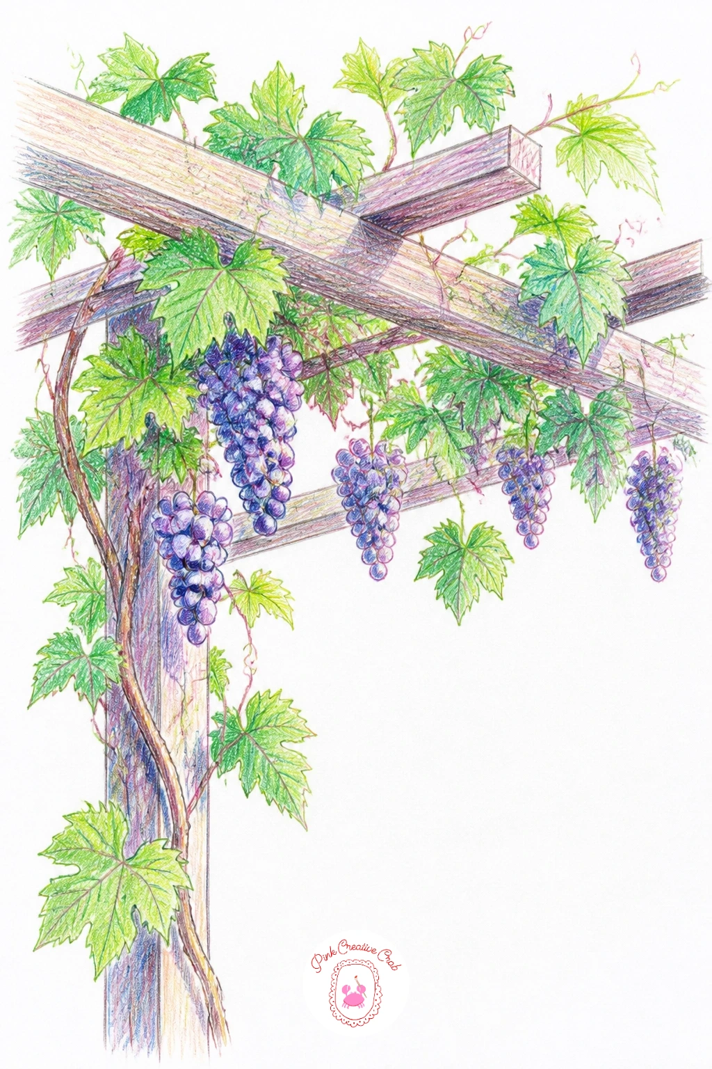 A Grapevine on a Pergola — A grapevine on a pergola gives you a texture challenge worth slowing down for. Vines drawing