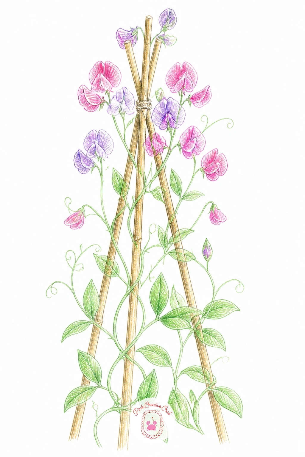Sweet Peas Climbing a Bamboo Teepee — Sweet peas climbing a bamboo teepee is a fast one, so it suits the ten-minute version well. Vines drawing