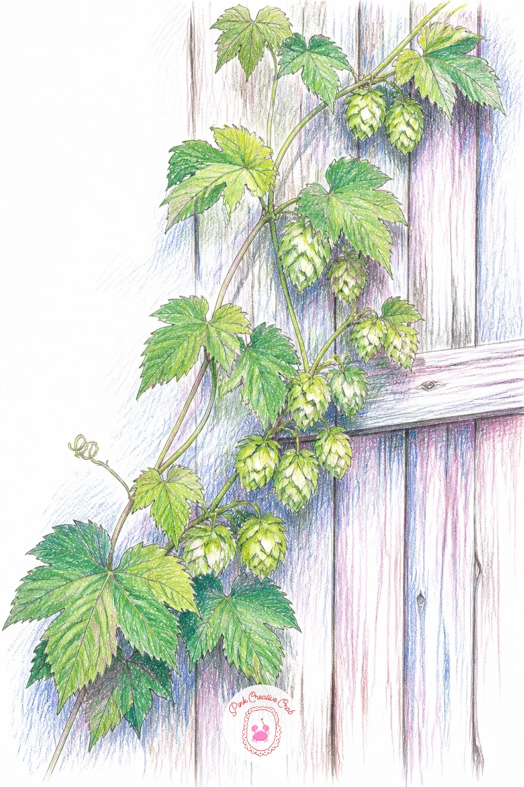 Hops Climbing a Barn Wall — Hops climbing a barn wall is a good test of texture, since both the hop cones and the barn boards reward a confident, varied touch.