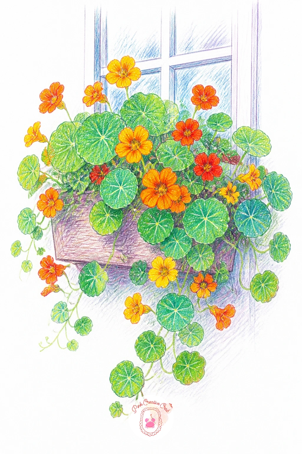 Nasturtiums Trailing From a Window Box — Nasturtiums trailing from a window box is a cheerful, fast one to add after the quieter Italian balcony. Vines drawing