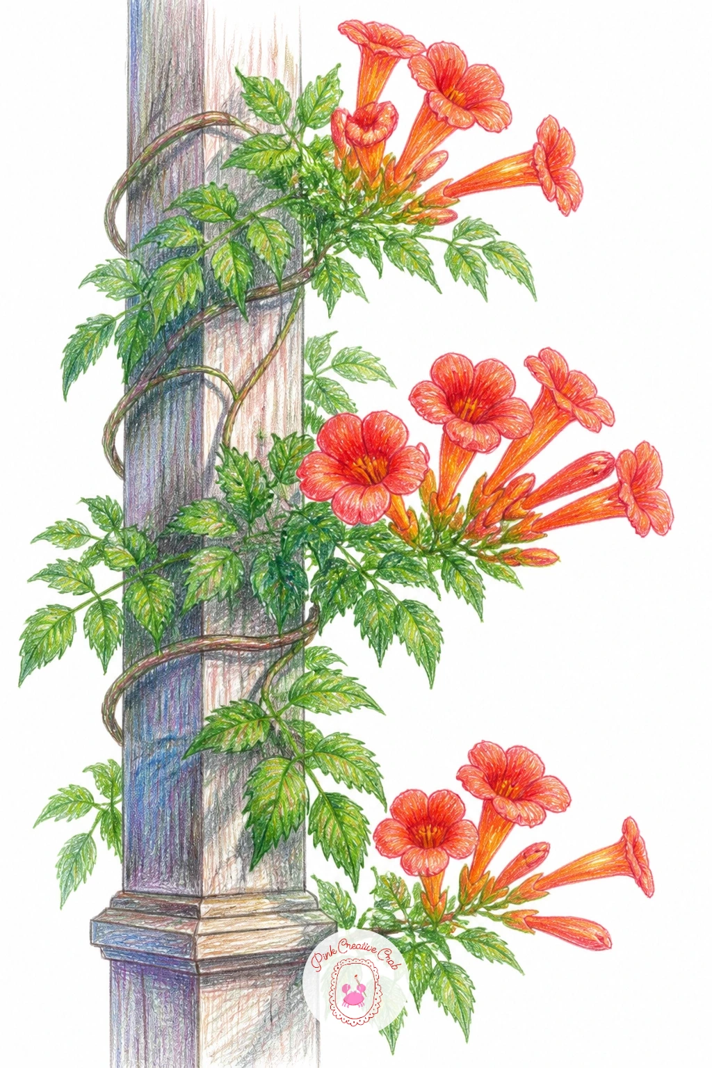 A Trumpet Vine on a Porch Post — A trumpet vine on a porch post calls for careful perspective again, since a vertical post needs to feel like it's standing