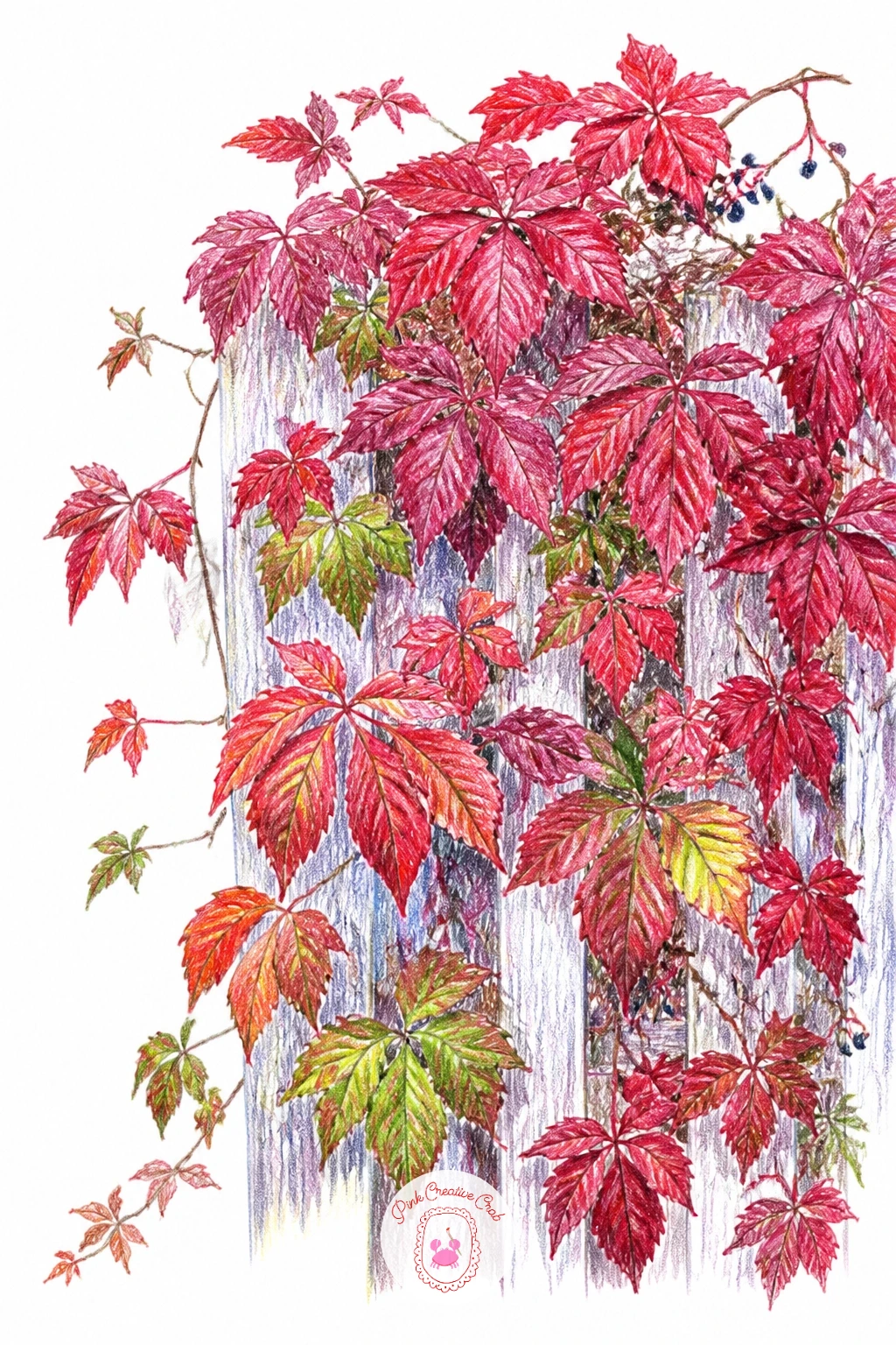 Virginia Creeper Turning Red in Autumn — Virginia creeper turning red in autumn is the moment to let your warm pencils do most of the talking. Vines drawing