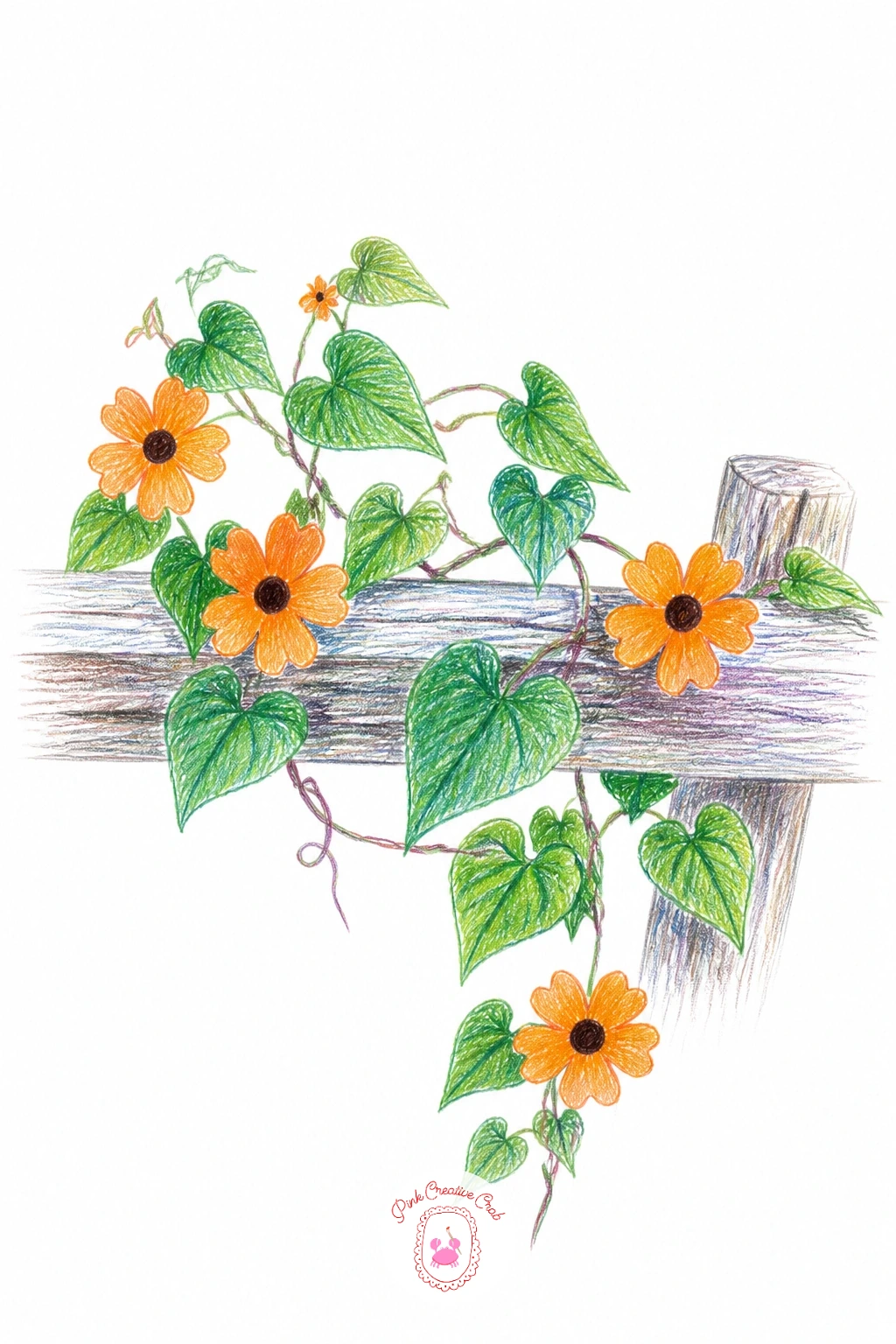 Black-Eyed Susan Vine on a Fence — Black-eyed Susan vine on a fence pairs nicely with the earlier morning glory fence if you want to compare two climbing