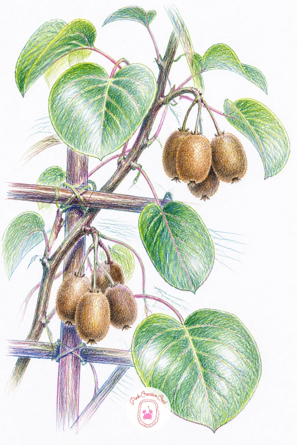 A Kiwi Vine With Fuzzy Fruit — A kiwi vine with fuzzy fruit is one of the more textural subjects here, since the fruit itself needs a soft, slightly fuzzy edge