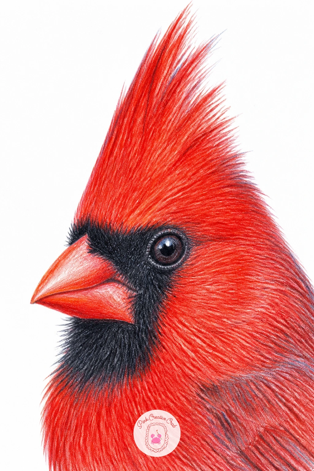 Cardinal Close-Up With Its Crest Raised — Crop in close for this one: head and upper shoulders only, crest raised sharp and alert, filling most of the page.