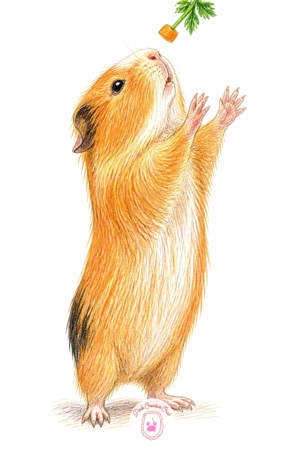 Guinea Pig Standing Up For Treat — A guinea pig standing up for a treat is a burst of personality, legs stretched and body lifted off the ground reaching