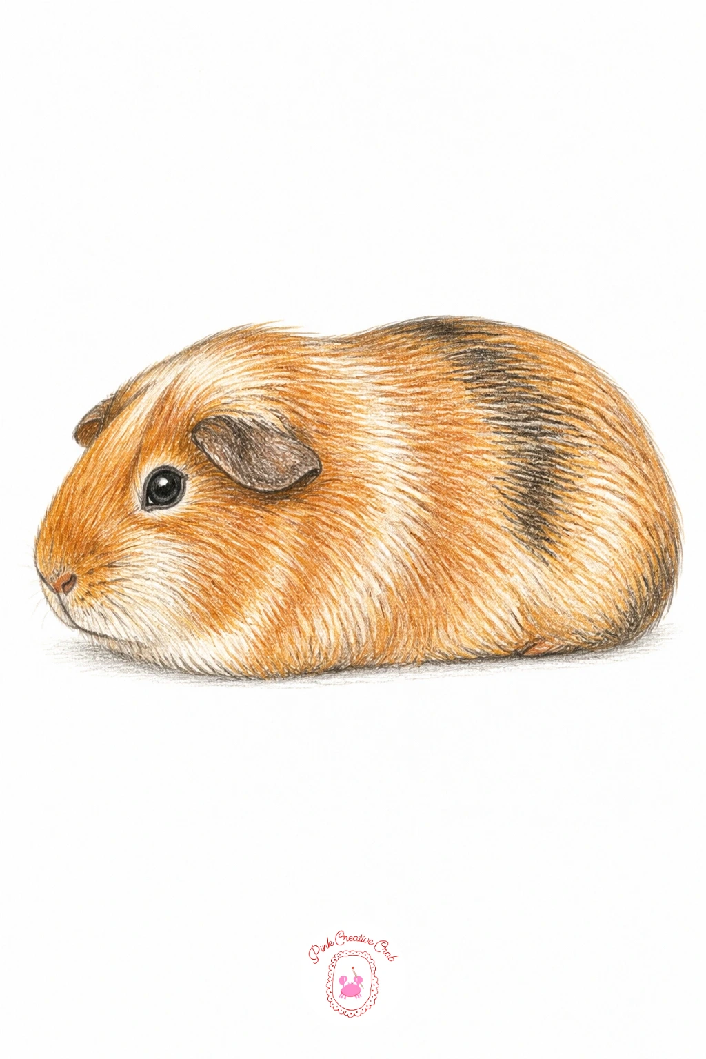 Guinea Pig Loaf Seen From Side — A guinea pig loaf seen from the side is the calmest, most classic pose on this whole list, basically a smooth rounded